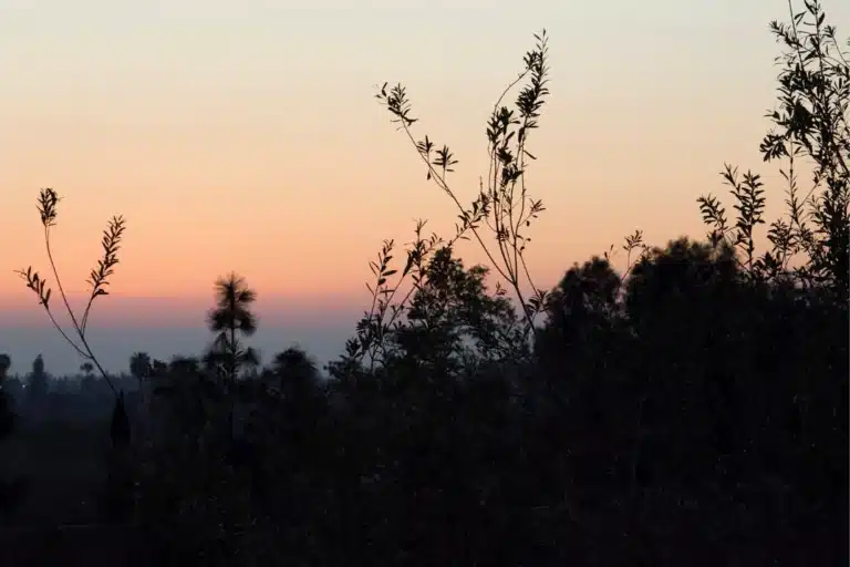 Peaceful sunset in El Cajon, California with silhouetted trees – highlighting the natural beauty and calm atmosphere of the region.